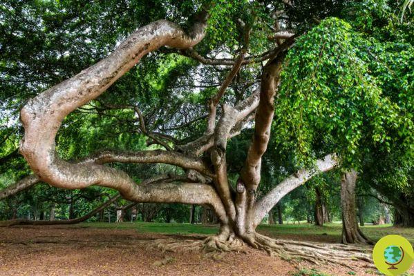 Ficus benjamin : comment faire pousser, entretenir et reproduire l'une des plantes d'intérieur les plus appréciées