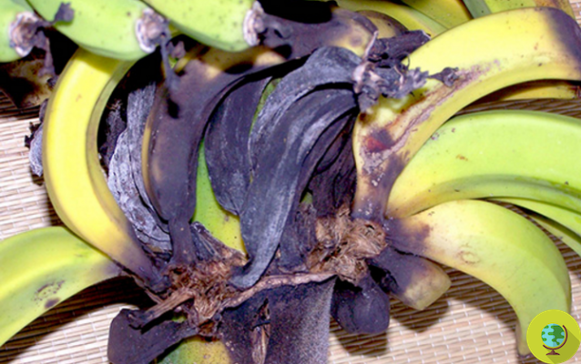 Bananas at risk of extinction due to a killer pest?