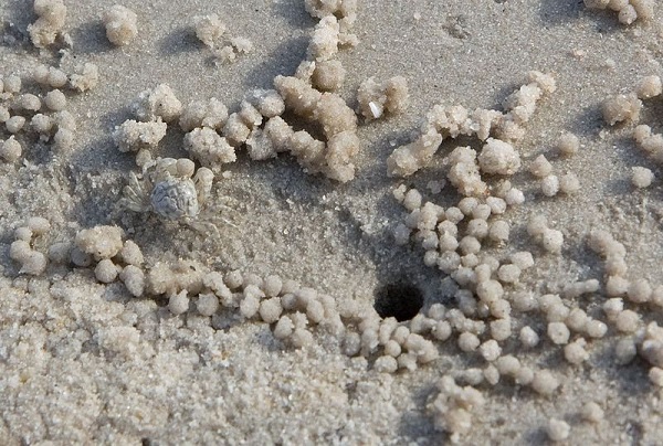 Las maravillosas obras de arte que crean los cangrejos con granos de arena