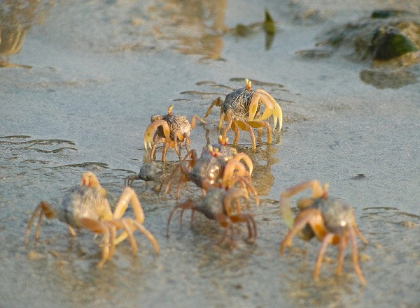 As maravilhosas obras de arte criadas por caranguejos com grãos de areia