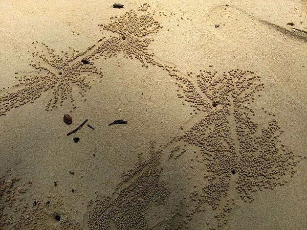 As maravilhosas obras de arte criadas por caranguejos com grãos de areia