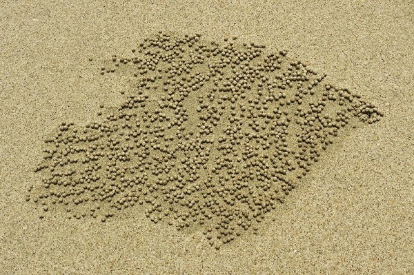 Las maravillosas obras de arte que crean los cangrejos con granos de arena