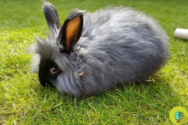 Conejo de angora: el animal más tierno del mundo