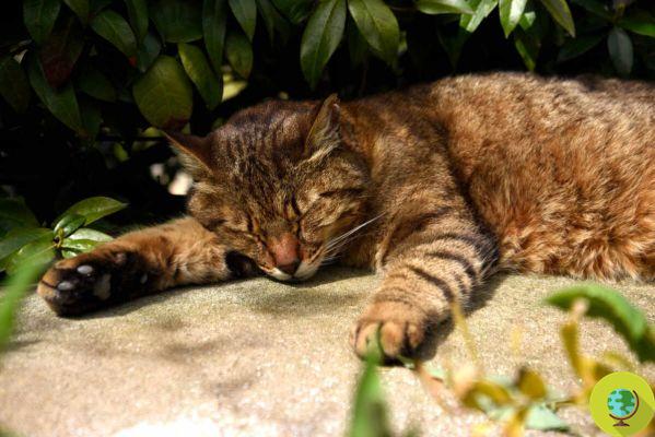Los gatos de Capri se convierten en ciudadanos de la isla en todos los aspectos