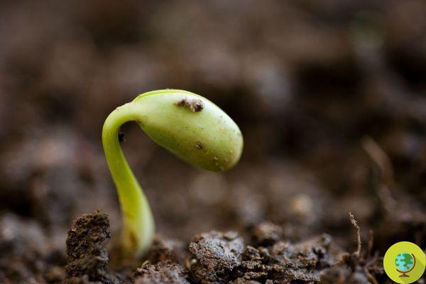 How do seeds know when it's time to germinate? Scientists have just found this out