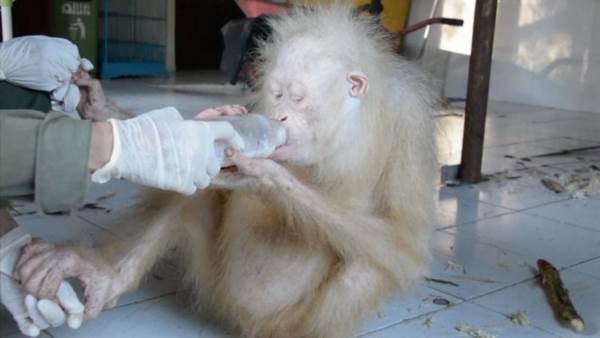 Un hogar para Alba: el único ejemplar de orangután albino en el mundo