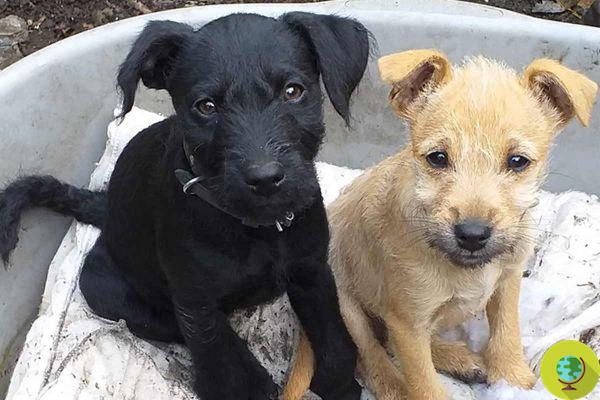 Filhote de cachorro russo Black Terrier morre de ataque cardíaco durante fogos de artifício. A petição para limitá-los
