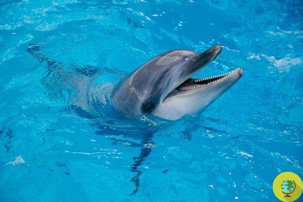 The desperate cry of the dolphin abandoned for the coronavirus and prisoner of the aquarium