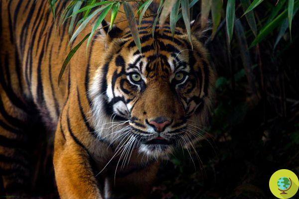 Il ne reste plus que 3890 tigres dans le monde, si on continue comme ça, il n'y en aura plus
