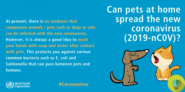 Coronavirus: à Hong Kong, le premier chien a été testé légèrement positif pour l'écouvillon, mais il pourrait s'agir d'une contamination environnementale