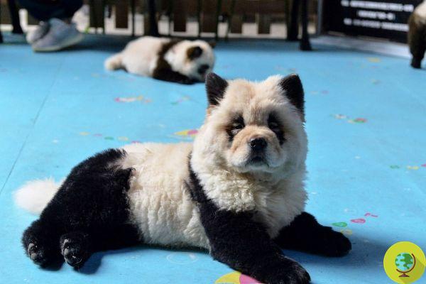 Bar de cachorros panda é inaugurado na China e polêmica se espalha
