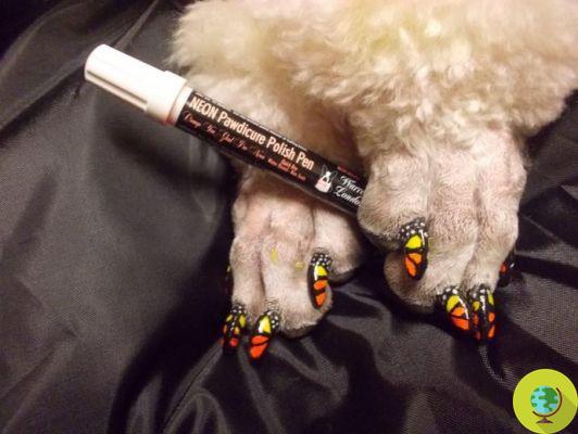 Coloring the nails of cats and dogs for fashion: the latest human madness