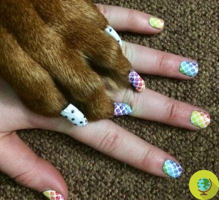 Coloring the nails of cats and dogs for fashion: the latest human madness