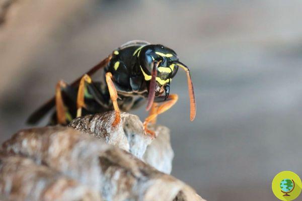 That's why we don't love wasps (even if they are important, just like bees)