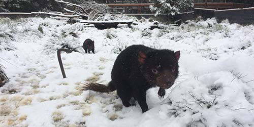 O diabo da Tasmânia que descobre a neve (FOTO E VÍDEO)