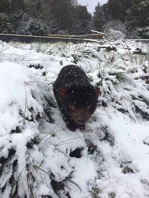 The Tasmanian devil who discovers the snow (PHOTO AND VIDEO)