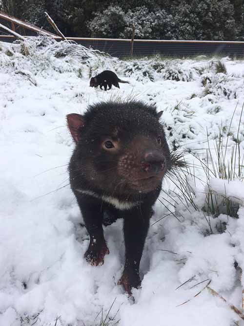 O diabo da Tasmânia que descobre a neve (FOTO E VÍDEO)