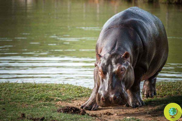 O que acontecer com os hipopótamos de Pablo Escobar será declarado espécie invasora na Colômbia