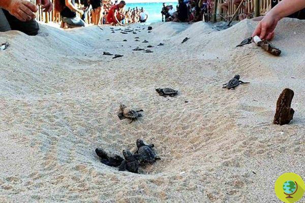 Porto Cesareo: new hatching of the Caretta caretta in the dunes. Another 79 baby turtles are born