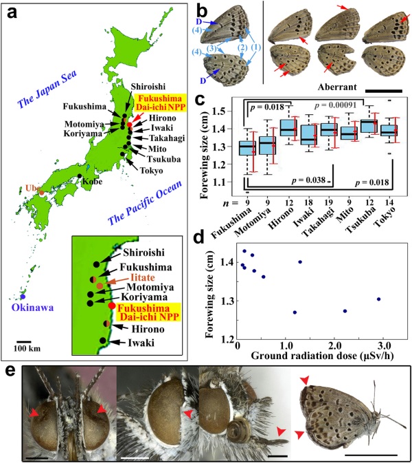Mariposas mutantes encontradas en Japón después del desastre nuclear de Fukushima