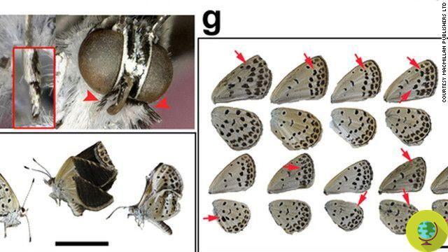 Mutant butterflies found in Japan after the Fukushima nuclear disaster