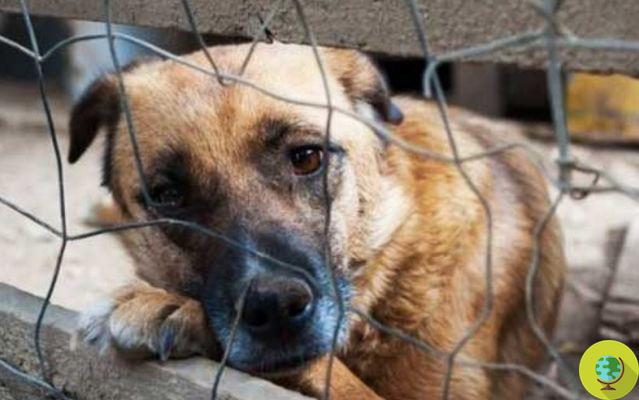 In Portugal, more severe penalties and up to two years in prison for those who mistreat and kill animals