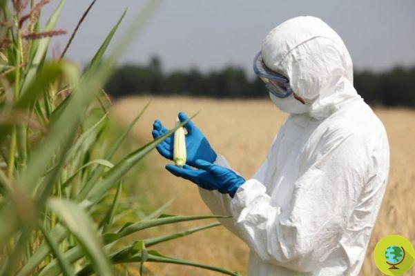 GMO: shock study on the effects of Monsanto corn withdrawn
