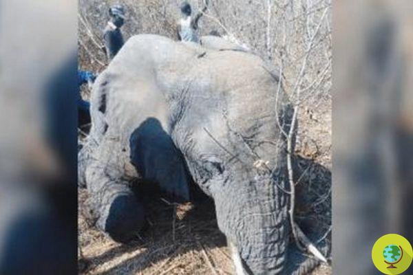 Elephant attacks a man who wanted to take a selfie. Rangers execute the pachyderm