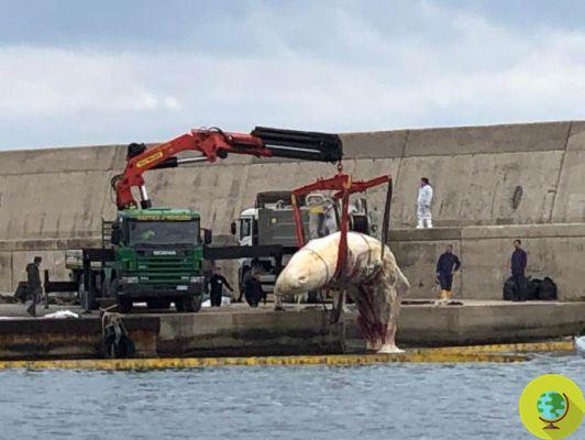 Leopoldo, the sperm whale beached in Ischia: plastic and nylon in the stomach