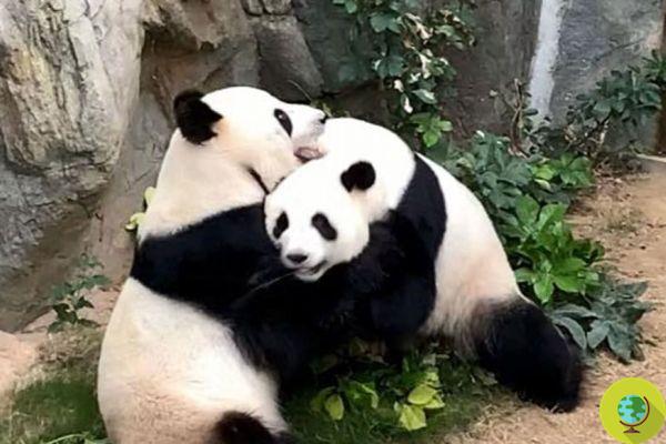 Pandas acasalam após 10 anos, deixados em paz devido ao coronavírus: é por isso que os zoológicos são inúteis (assim como fontes de sofrimento)