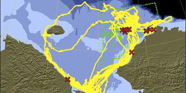 Corrida do petróleo no Alasca ameaça habitat de morsas