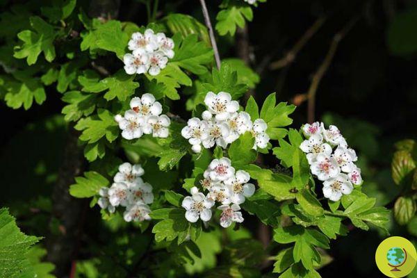 How to grow hawthorn: sowing, cutting, care and pruning