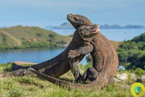 They are stealing all the Komodo dragons: the Indonesian island closes to save them