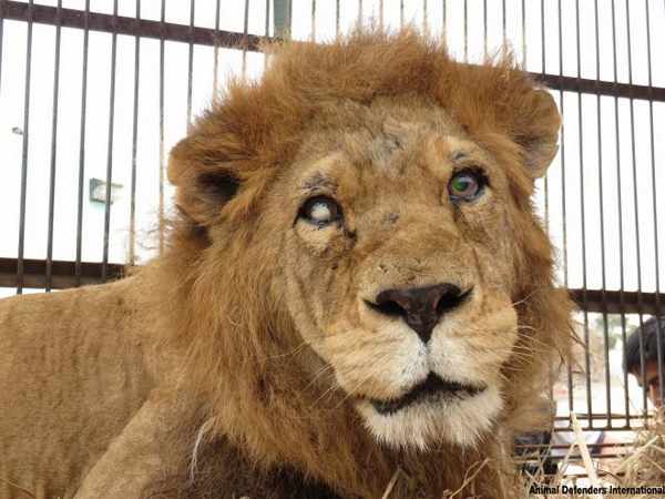 33 lions retournent en Afrique après avoir été libérés des cirques d'Amérique du Sud