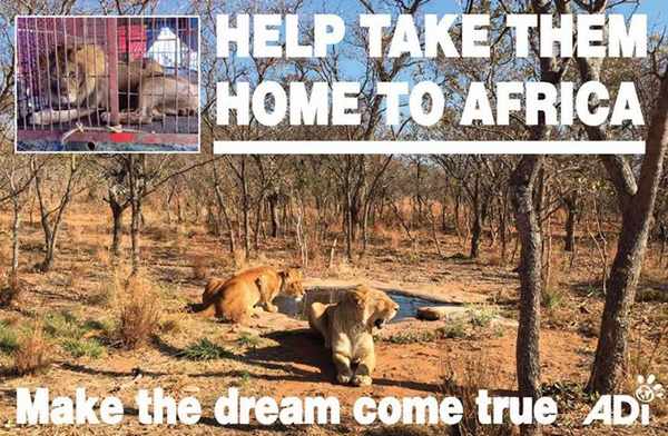 33 leones regresan a África tras ser liberados de circos en Sudamérica