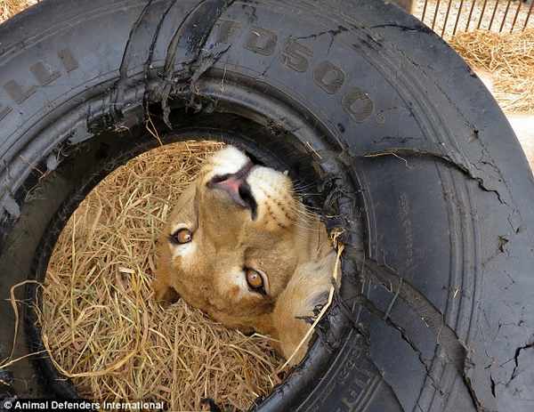 33 leones regresan a África tras ser liberados de circos en Sudamérica