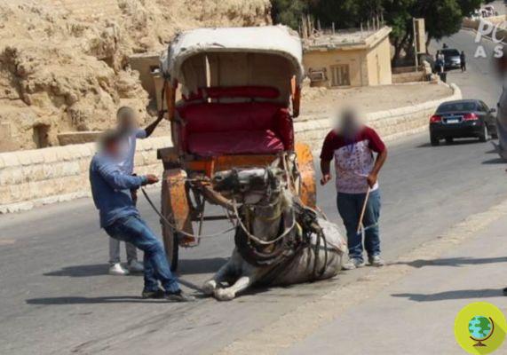 Beaten and bloodily wounded camels and horses: what lies behind a sightseeing tour in the Pyramids 
