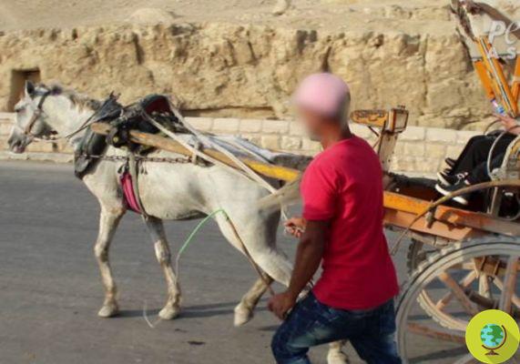 Beaten and bloodily wounded camels and horses: what lies behind a sightseeing tour in the Pyramids 