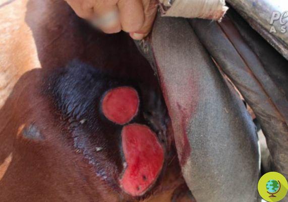 Camelos e cavalos espancados e sangrentamente feridos: o que está por trás de um passeio turístico nas pirâmides 