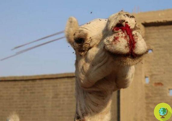 Camellos y caballos golpeados y ensangrentados: lo que se esconde detrás de un recorrido turístico por las Pirámides 