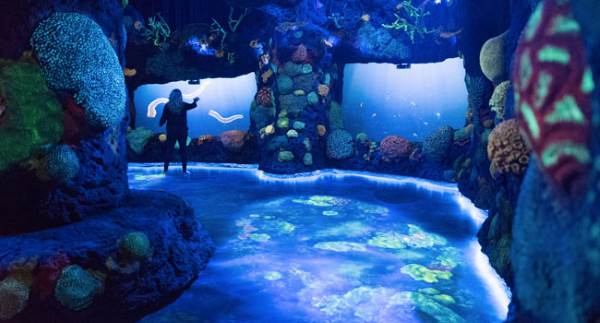 Ocean Odyssey : le seul aquarium que nous aimons (parce qu'il est sans poissons)