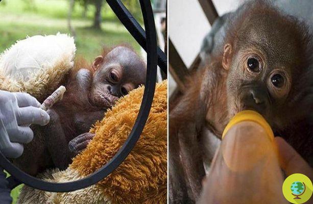 The orphaned cub of orangutan found alone in the forest burned for palm oil