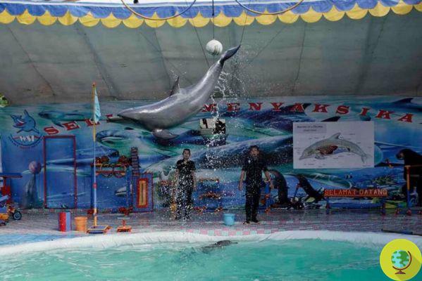 Le cirque aquatique le plus cruel du monde ferme, plus de dauphins sautant dans le feu