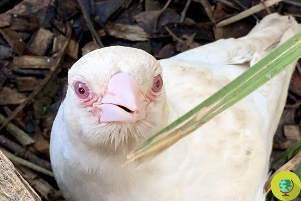 Rare albino magpie spotted in Australia: only one in a million so