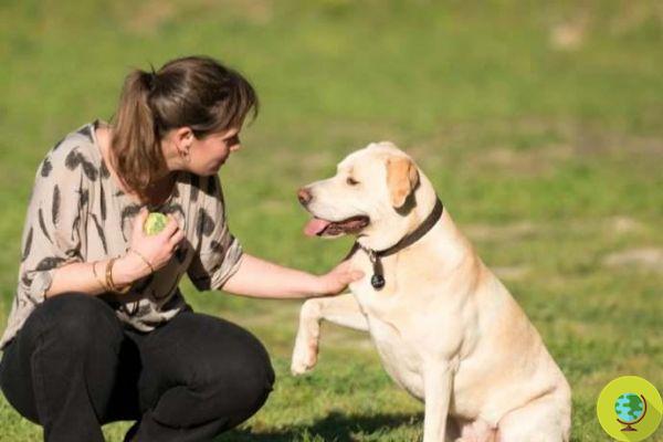 Blat: el perro que sabe oler tumores, olfateando nódulos