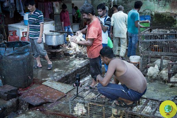 Stop Wet Market! Now the UN is also calling for a worldwide ban on wet markets