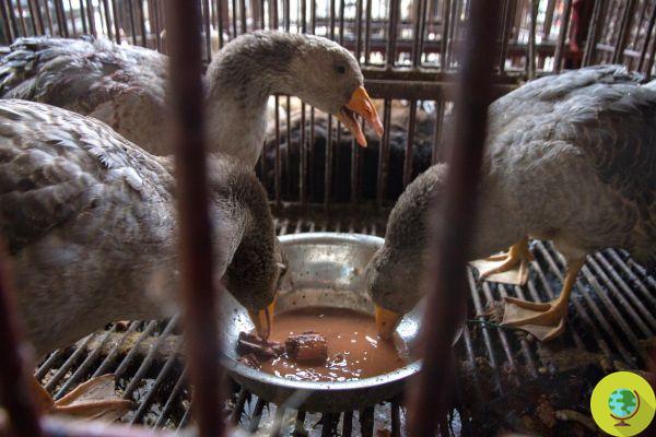 Stop Wet Market! Now the UN is also calling for a worldwide ban on wet markets