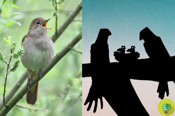 A música feita com o canto dos pássaros, um dos hits mais ouvidos do Reino Unido