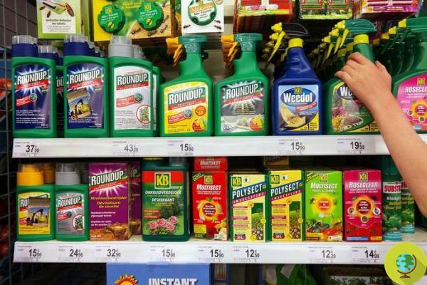 Glyphosate pesticides kill human cells, the study shocks