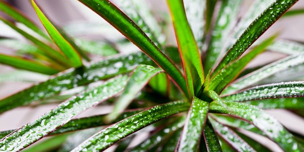 ¿Las plantas realmente purifican el aire de tu casa? 